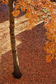 groundcover