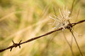 barbed