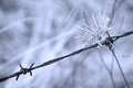 barbed_b&w