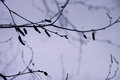 branch silhouette