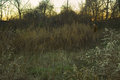 among the grasses