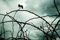 thorny silhouette