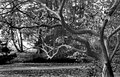 little tree in the park