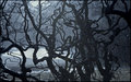 tangle