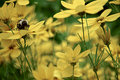 buzz off