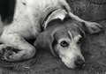 dog days