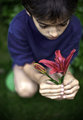 lily