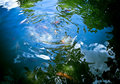 fish pond