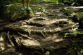 roots