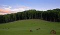 rhinebeck field