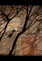 day 29: shadow play 
