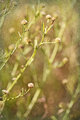 sprigs 