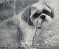 geraldine in the rain 