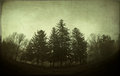 fog soup 