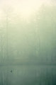 foggy pond 
