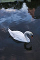 swan 