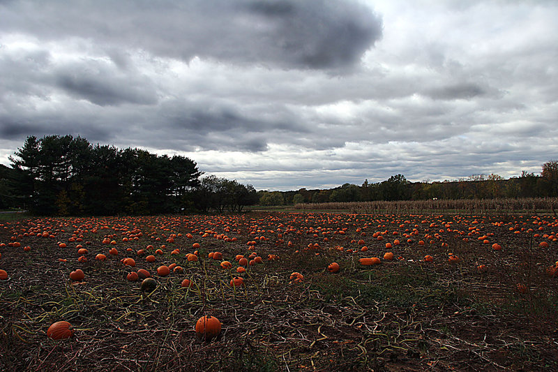  pumpkin patch