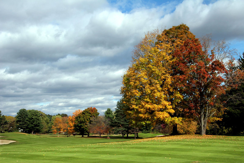  autumn trees