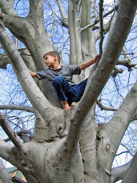 up a tree 2