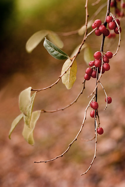 winterberries