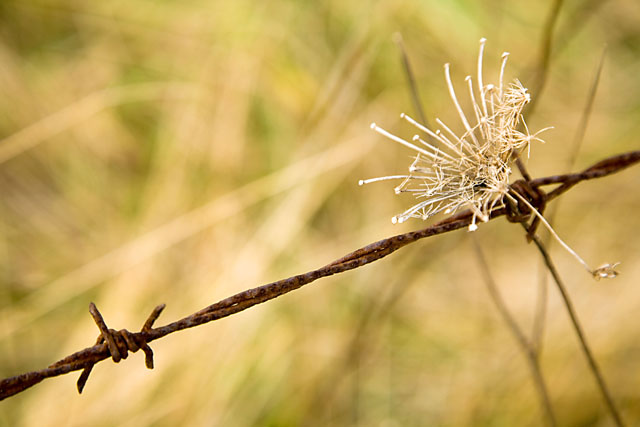 barbed