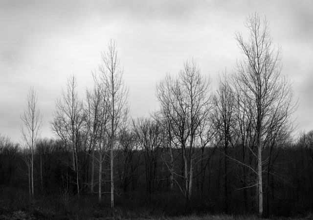 birches