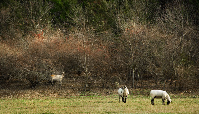 three sheep
