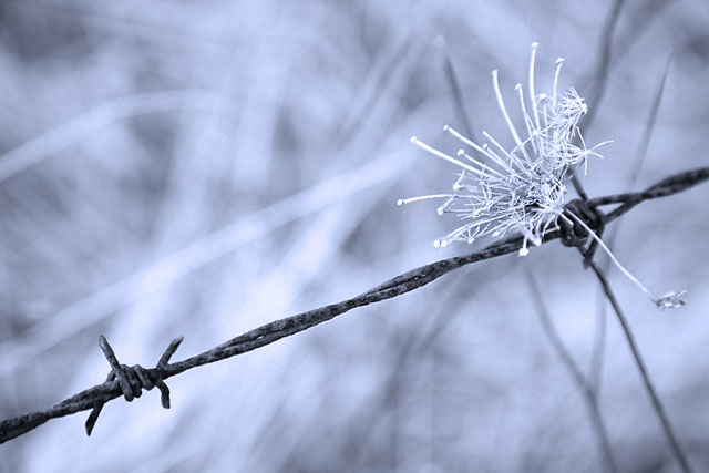 barbed_b&w