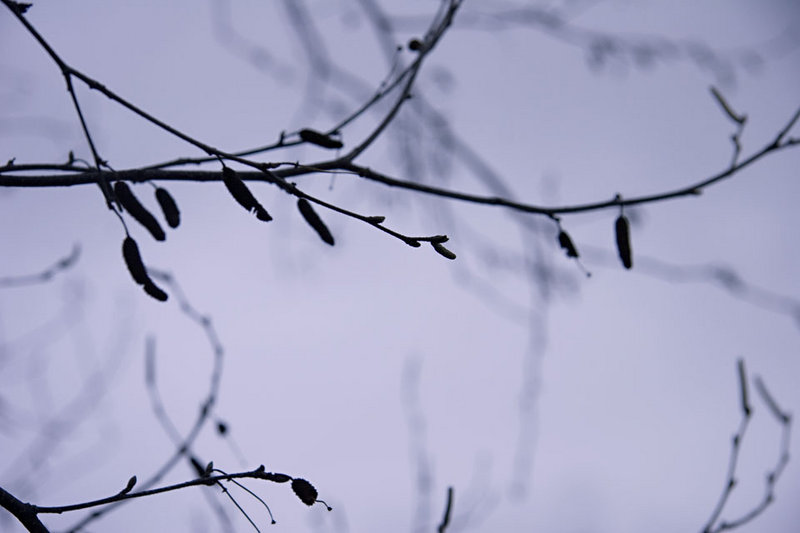 branch silhouette