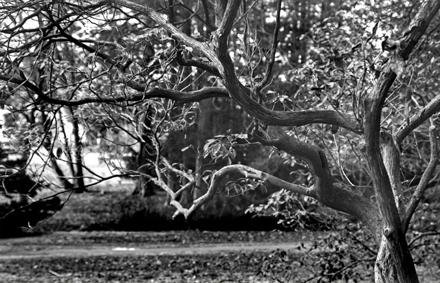 little tree in the park