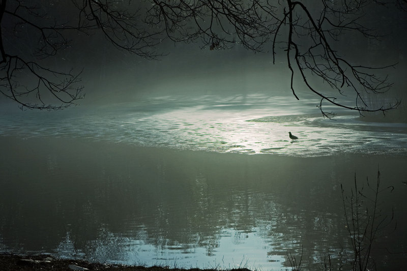 early bird