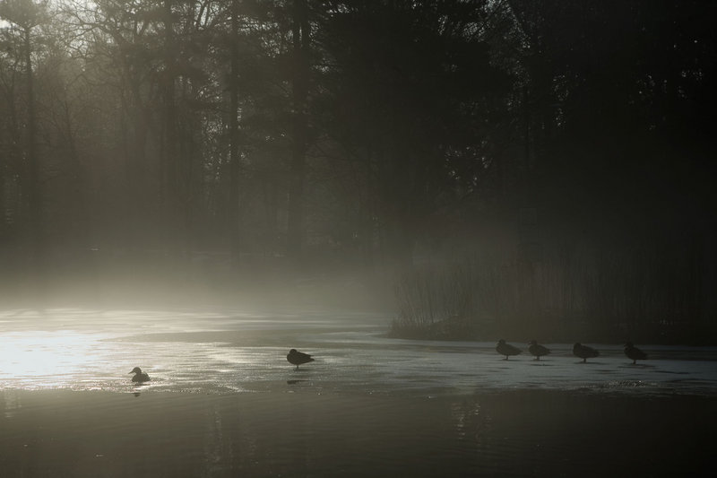 misty morning