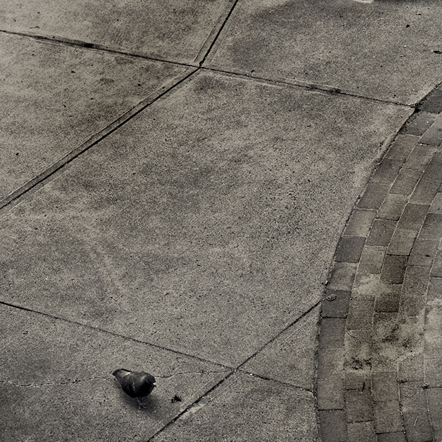 lines, curves, pigeon