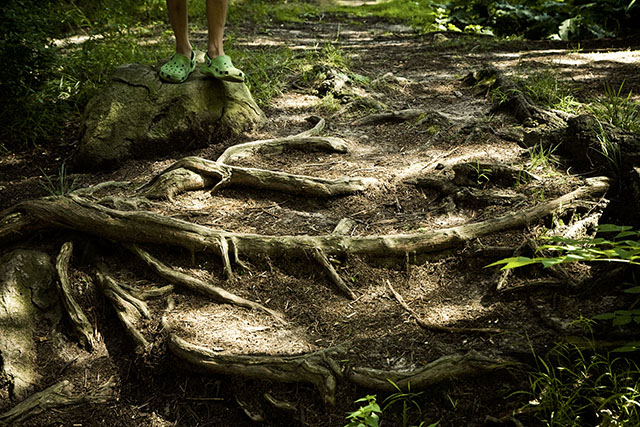 roots