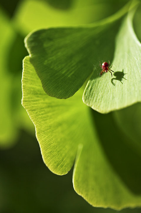 day 25: red spider