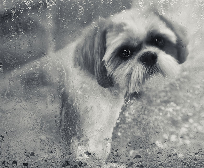 geraldine in the rain 