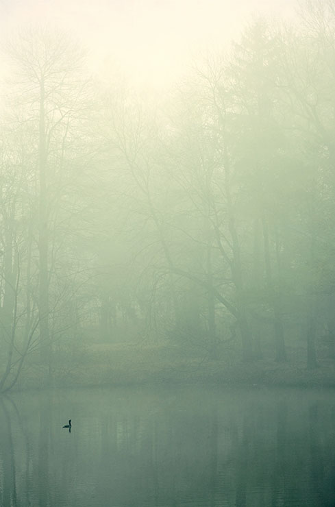 foggy pond 