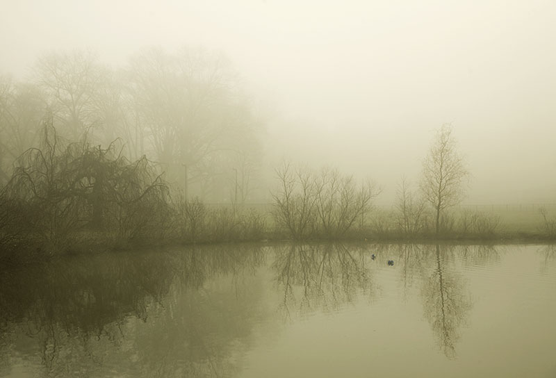 foggy pond ll
