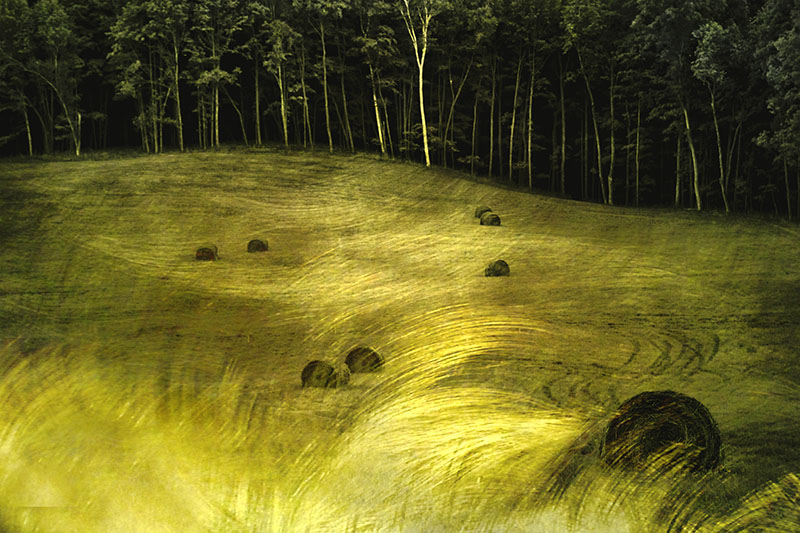 field of gold