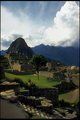Lone Tree in Machu Picchu