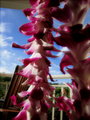 orchid necklace