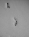 sandprints...