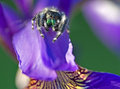 Jumping Spider