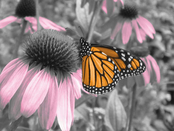 Colorize Butterfly.jpg