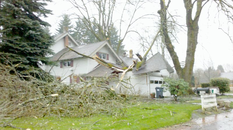 Downed Tree