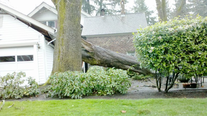 Microburst damage