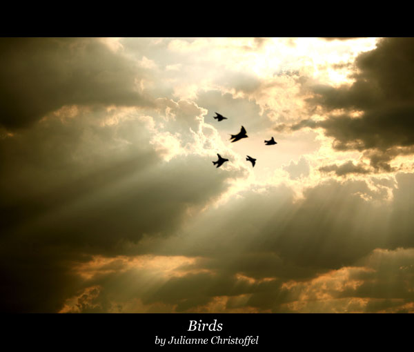 birdsS.jpg