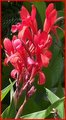 red flower.jpg