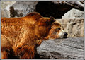 IMG_3833-Brown-Bear.jpg