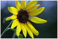 IMG_8836 flower.jpg